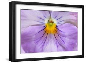 Garden Pansy Detail of a Lilac and Yellow Coloured-null-Framed Photographic Print