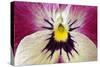 Garden Pansy Detail of a Yellow, Pink and White-null-Stretched Canvas
