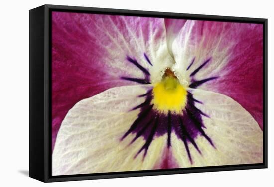 Garden Pansy Detail of a Yellow, Pink and White-null-Framed Stretched Canvas