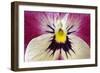 Garden Pansy Detail of a Yellow, Pink and White-null-Framed Photographic Print