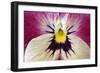 Garden Pansy Detail of a Yellow, Pink and White-null-Framed Photographic Print