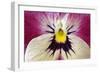 Garden Pansy Detail of a Yellow, Pink and White-null-Framed Photographic Print