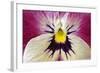 Garden Pansy Detail of a Yellow, Pink and White-null-Framed Photographic Print