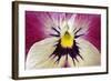 Garden Pansy Detail of a Yellow, Pink and White-null-Framed Photographic Print