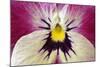 Garden Pansy Detail of a Yellow, Pink and White-null-Mounted Photographic Print