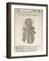 Garden Parsley (Petroselinum Crispum), 1585-null-Framed Giclee Print