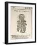 Garden Parsley (Petroselinum Crispum), 1585-null-Framed Giclee Print