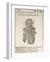 Garden Parsley (Petroselinum Crispum), 1585-null-Framed Giclee Print
