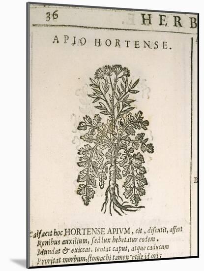 Garden Parsley (Petroselinum Crispum), 1585-null-Mounted Giclee Print