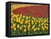 Garden pattern of tulips, Keukenhof Gardens, Lisse, Netherlands, Holland-Adam Jones-Framed Stretched Canvas