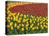 Garden pattern of tulips, Keukenhof Gardens, Lisse, Netherlands, Holland-Adam Jones-Stretched Canvas