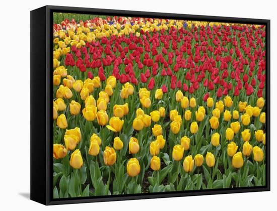 Garden pattern of tulips, Keukenhof Gardens, Lisse, Netherlands, Holland-Adam Jones-Framed Stretched Canvas