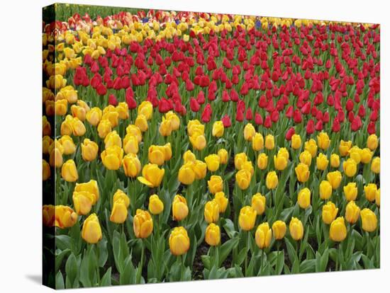 Garden pattern of tulips, Keukenhof Gardens, Lisse, Netherlands, Holland-Adam Jones-Stretched Canvas