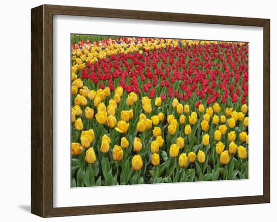 Garden pattern of tulips, Keukenhof Gardens, Lisse, Netherlands, Holland-Adam Jones-Framed Photographic Print