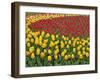 Garden pattern of tulips, Keukenhof Gardens, Lisse, Netherlands, Holland-Adam Jones-Framed Photographic Print