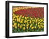 Garden pattern of tulips, Keukenhof Gardens, Lisse, Netherlands, Holland-Adam Jones-Framed Photographic Print