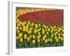 Garden pattern of tulips, Keukenhof Gardens, Lisse, Netherlands, Holland-Adam Jones-Framed Photographic Print