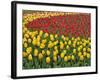 Garden pattern of tulips, Keukenhof Gardens, Lisse, Netherlands, Holland-Adam Jones-Framed Photographic Print