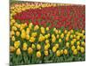 Garden pattern of tulips, Keukenhof Gardens, Lisse, Netherlands, Holland-Adam Jones-Mounted Photographic Print