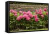 Garden Peonies II-Karyn Millet-Framed Stretched Canvas