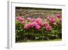 Garden Peonies II-Karyn Millet-Framed Photographic Print