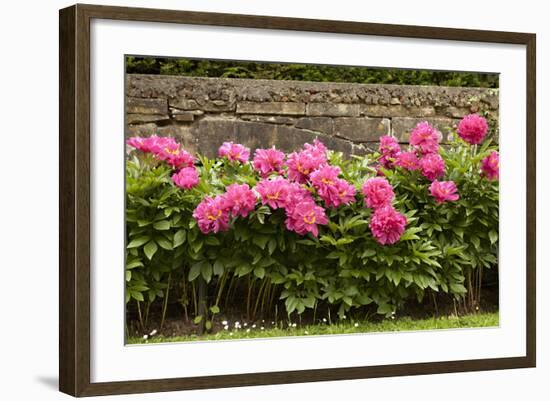 Garden Peonies II-Karyn Millet-Framed Photographic Print