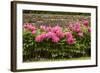 Garden Peonies II-Karyn Millet-Framed Photographic Print