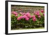 Garden Peonies II-Karyn Millet-Framed Photographic Print