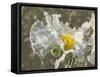 Garden Poppies-George Johnson-Framed Stretched Canvas