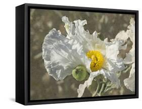 Garden Poppies-George Johnson-Framed Stretched Canvas