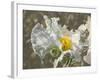 Garden Poppies-George Johnson-Framed Photographic Print
