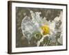 Garden Poppies-George Johnson-Framed Photographic Print