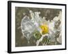 Garden Poppies-George Johnson-Framed Photographic Print