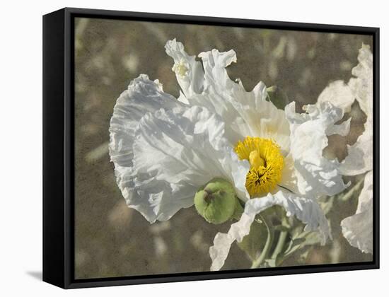 Garden Poppies-George Johnson-Framed Stretched Canvas