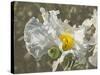 Garden Poppies-George Johnson-Stretched Canvas