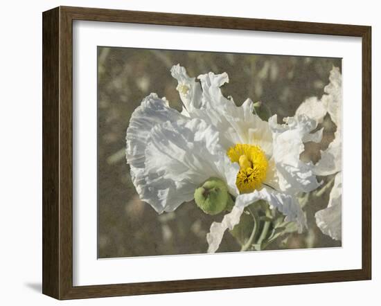 Garden Poppies-George Johnson-Framed Photographic Print