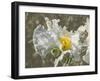 Garden Poppies-George Johnson-Framed Photographic Print