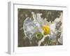 Garden Poppies-George Johnson-Framed Photographic Print