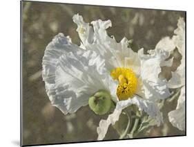 Garden Poppies-George Johnson-Mounted Photographic Print