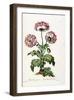 Garden Poppy with Black Seeds, 1769-John Edwards-Framed Giclee Print