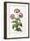 Garden Poppy with Black Seeds, 1769-John Edwards-Framed Giclee Print