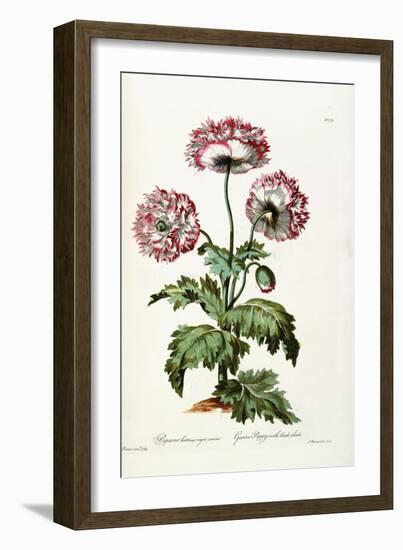 Garden Poppy with Black Seeds, 1769-John Edwards-Framed Giclee Print