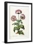 Garden Poppy with Black Seeds, 1769-John Edwards-Framed Giclee Print