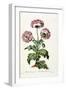 Garden Poppy with Black Seeds, 1769-John Edwards-Framed Giclee Print