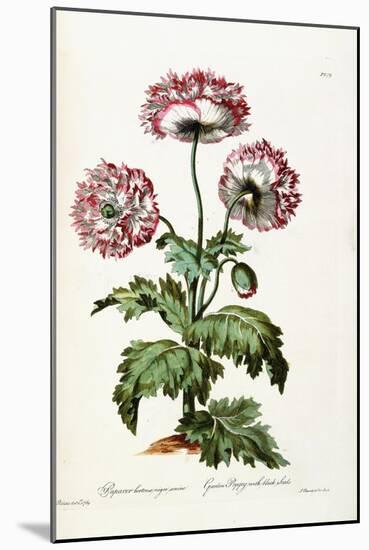 Garden Poppy with Black Seeds, 1769-John Edwards-Mounted Giclee Print