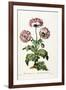 Garden Poppy with Black Seeds, 1769-John Edwards-Framed Giclee Print