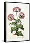 Garden Poppy with Black Seeds, 1769-John Edwards-Framed Stretched Canvas