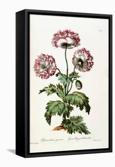 Garden Poppy with Black Seeds, 1769-John Edwards-Framed Stretched Canvas