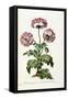 Garden Poppy with Black Seeds, 1769-John Edwards-Framed Stretched Canvas