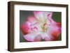 Garden poppy-Anna Miller-Framed Photographic Print
